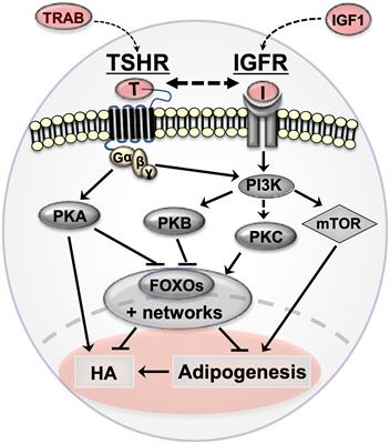 Orbital Signaling in Graves’ Orbitopathy